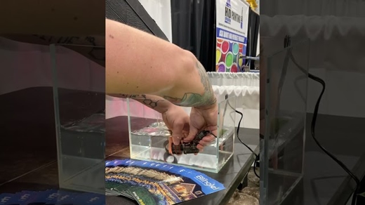 Lumien Lights under water