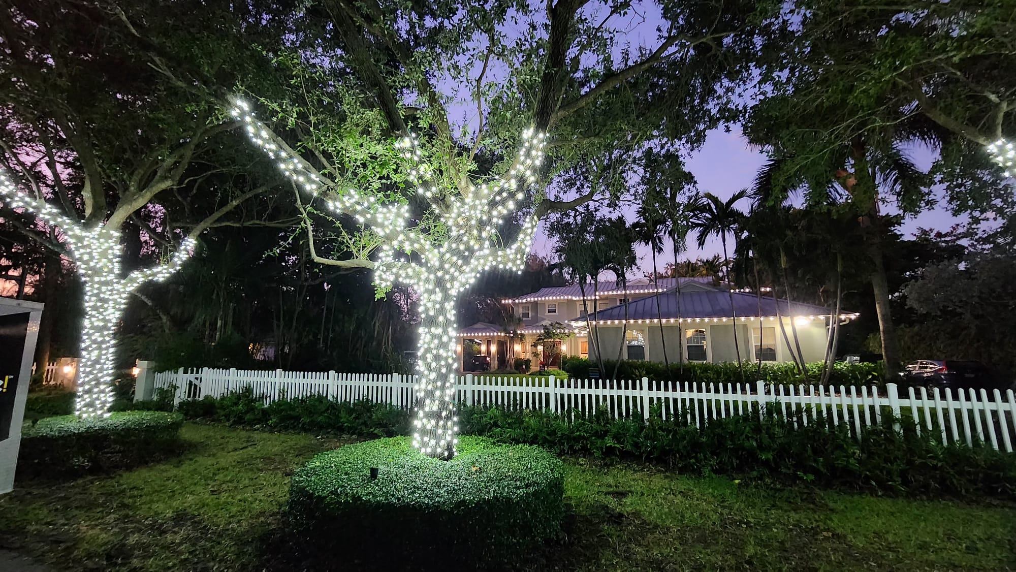 A well lit backyard with two trees
