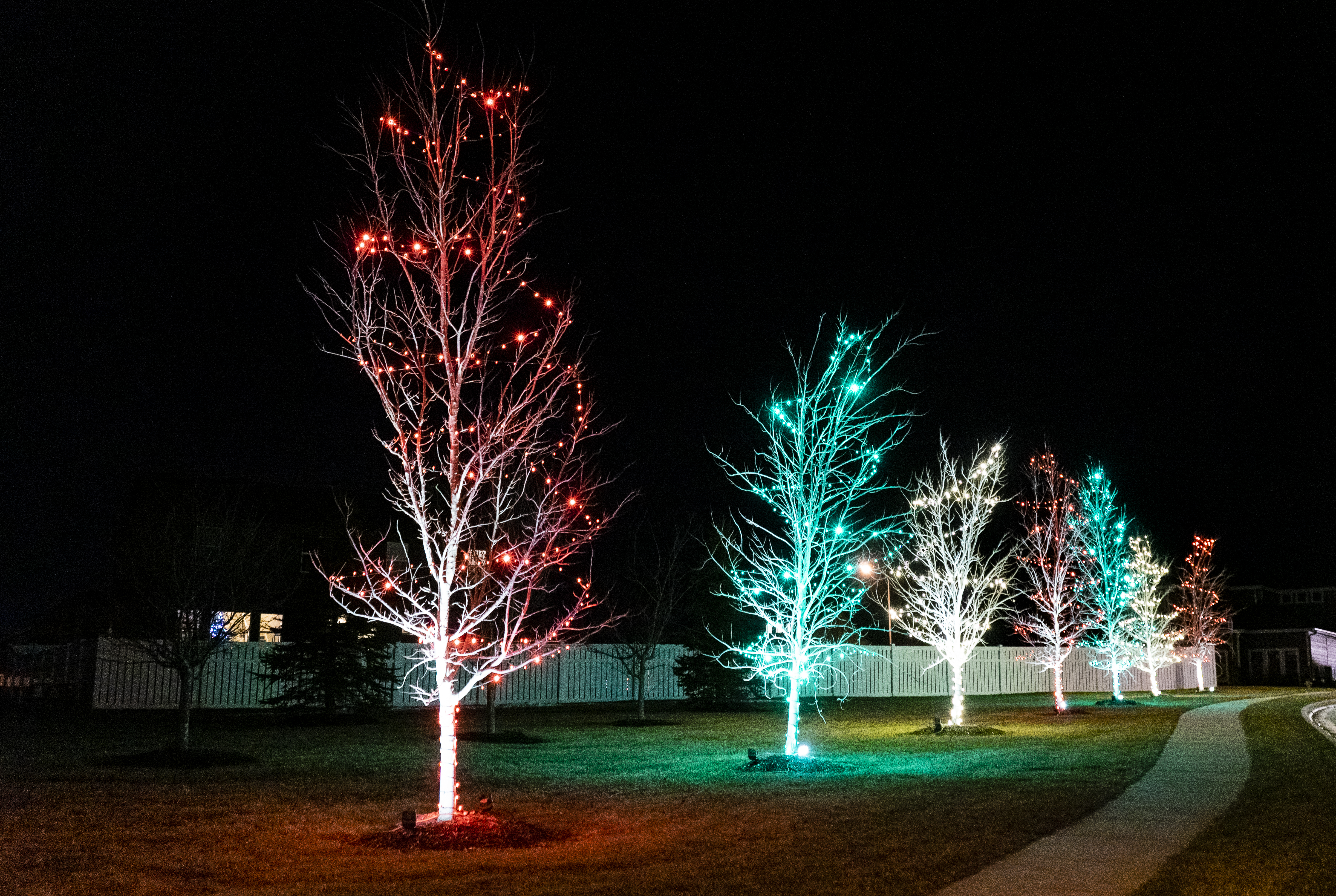Lighting on canopy of trees