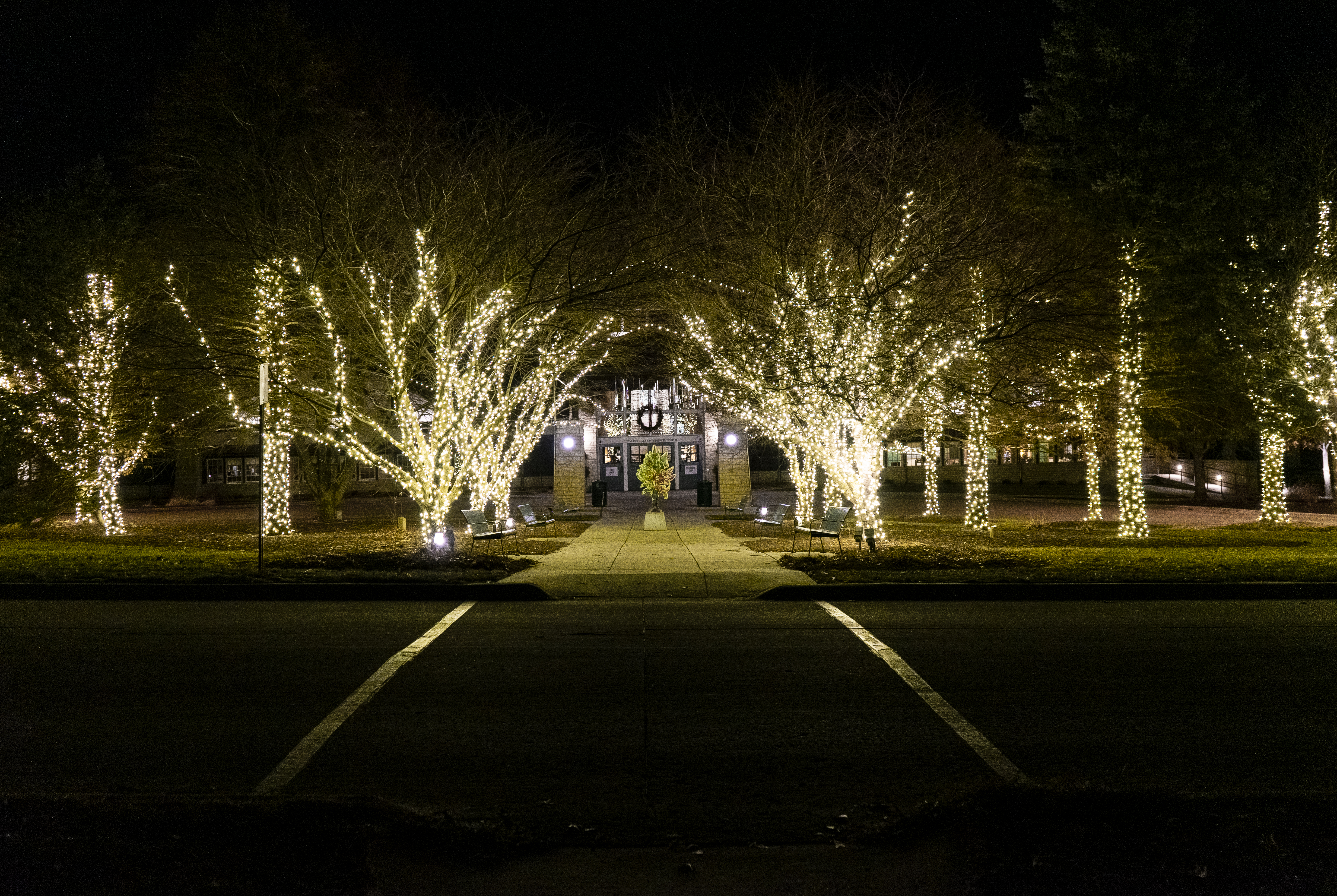 Lights wrapped on trunks of trees