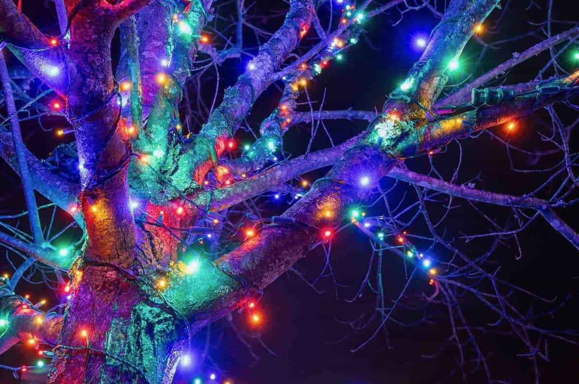 multicolored lights on tree branches