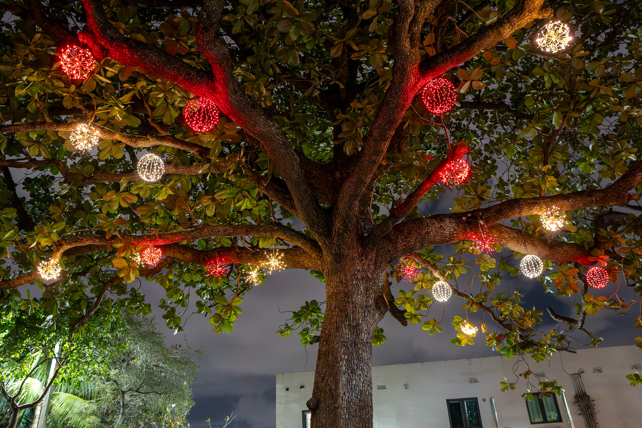 Balls of red/white light hanging in a tree
