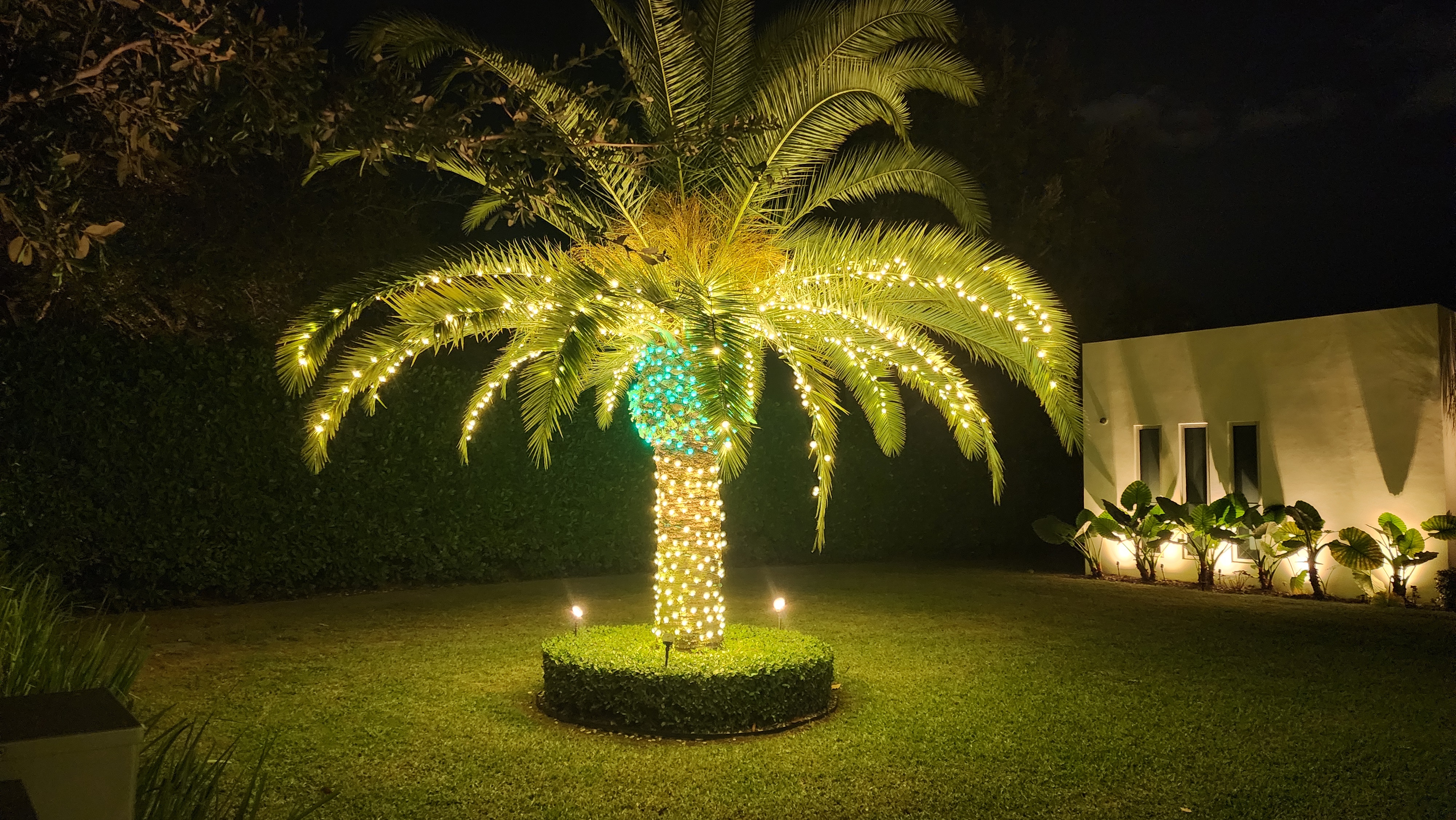 a sago palm with string lights in a front yard