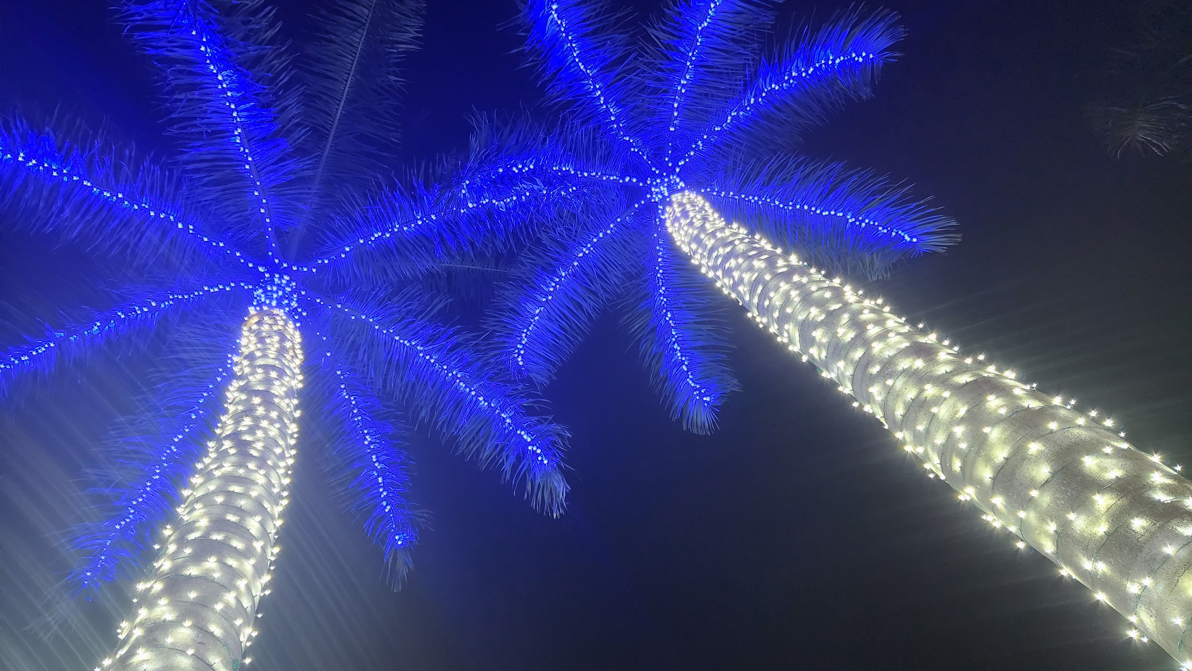 two palm trees wrapped in white and blue lights