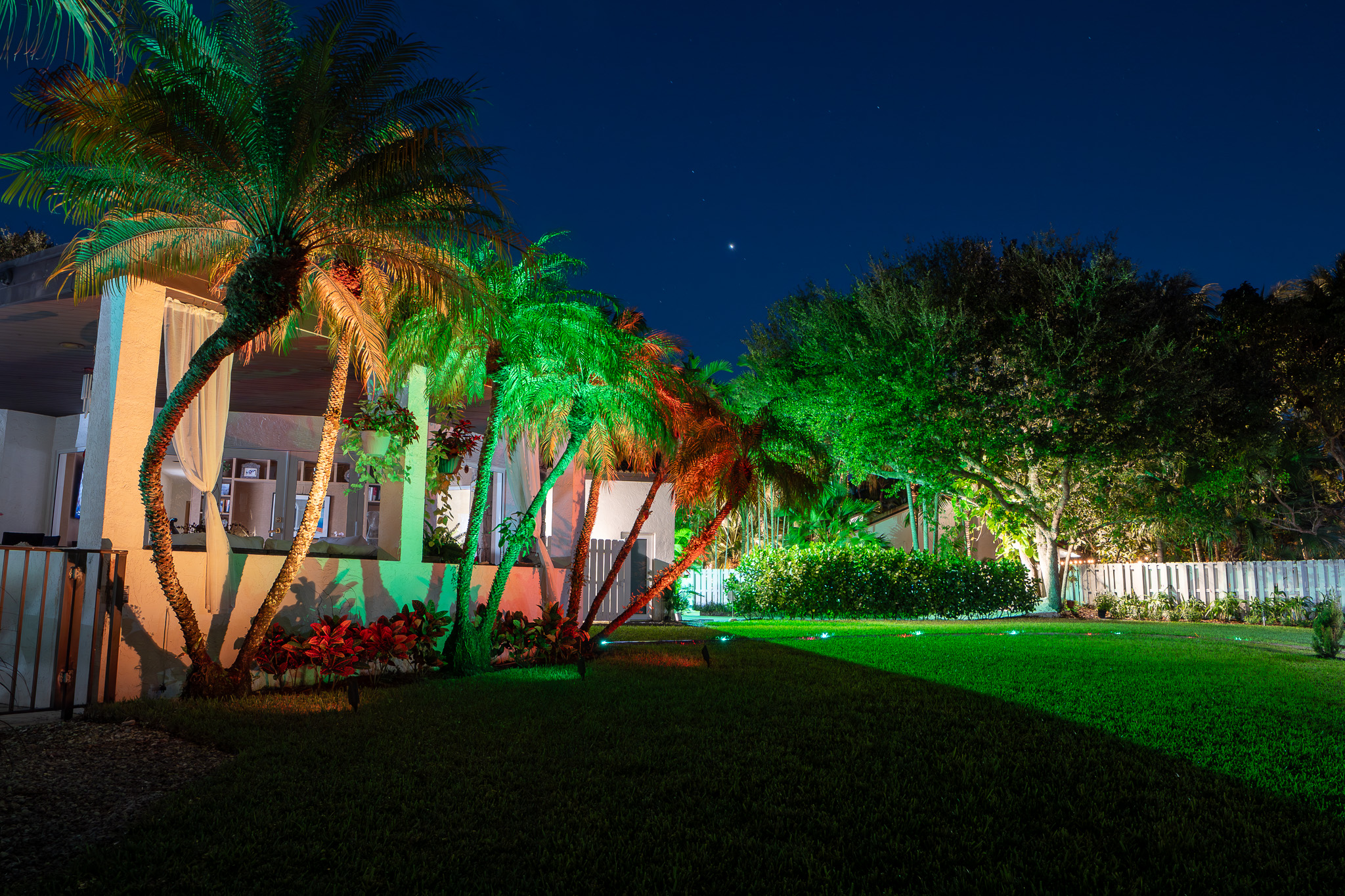 multicolor lit palm trees