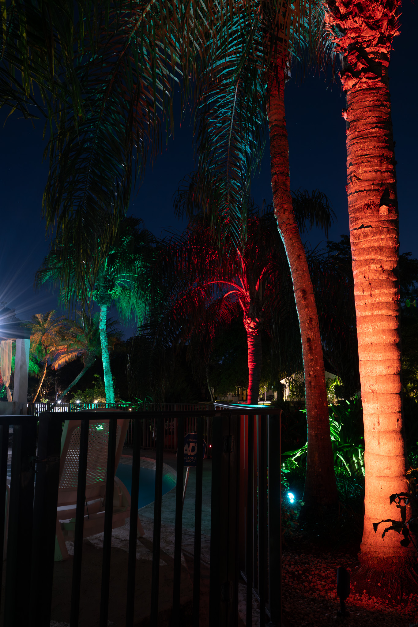 multicolor lit palm trees